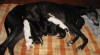 Anglický chrt-greyhound-štěňata s PP 374570_t.jpg