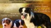 Border kolie 376015_t.jpg