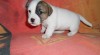 Jack Russell Terier s PP 376268_t.jpg