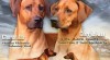 Rhodesian Ridgeback - vymazlená štěňátka 378141_t.jpg