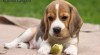 Beagle štěňata s PP 379010_t.jpg