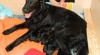 Flat coated retriever štěňátka 379036_t.jpg