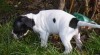 Americký pitbullteriér 37914_t.jpg