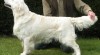 Zlatý retrívr - golden retriever s PP štěňata 379405_t.jpg