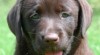 Čoko štěňata labradorkého retrívra 380129_t.jpg