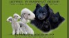 Bedlington Terrier 380542_t.jpg