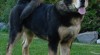 Tibetská doga - štěňátka 38096_t.jpg
