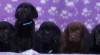 Labrador retriever s PP(černá a hnědá-pejsci) 382028_t.jpg