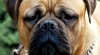 BULLMASTIFF BULMASTIF BULMASTIF 38227_t.jpg