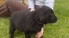 Štěňata Flat coated retriever 383947_t.jpg
