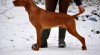 Maďarský ohař , vizsla štěňata s PP 385858_t.jpg