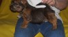 Norwich terrier s PP 38708_t.jpg