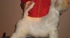 West highland white terrier sPP 38709_t.jpg