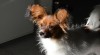 Papillon - pejsek 7 měsíců 387763_t.jpg