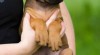 RHODÉSKÝ RIDGEBACK - vymazlené štěňátko s PP 388341_t.jpg
