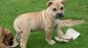 Mallorská /Malorská/ doga, Perro de Presa Mallorquin,CaDeBou 389062_t.jpg