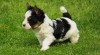 Biewer Yorkshire terrier 389138_t.jpg