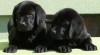 Labrador retriever s PP černá ..pejsci 390279_t.jpg