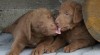 Chesapeake bay retriver s PP(hnědý podobný LR) 390308_t.jpg
