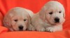 Zlatý retrívr - golden retriever s PP 390349_t.jpg