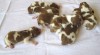 Welsh Springer Spaniel - štěňata s PP 390493_t.jpg