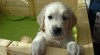 Zlatý retriever-štěňátka s PP 391265_t.jpg