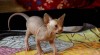 Kanadský sphynx 391387_t.jpg