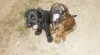 Briard - plavá a černá štěňata 391584_t.jpg