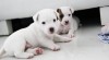 Parson Russell Terrier s PP (Jack) 393962_t.jpg