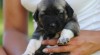 Anatolský pastevecký pes-kangal 395199_t.jpg