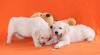 Zlatý retrívr – golden retriever s PP štěňata 395359_t.jpg
