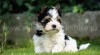 BIEWER YORKSHIRE TERRIER 395412_t.jpg