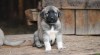 Kangal-Anatolský pastevecký pes (štěňata s PP) 397192_t.jpg