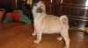 Mops s PP 39758_t.jpg