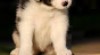 Border kolie 397735_t.jpg