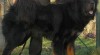 Tibetská doga 3977_t.jpg