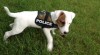 Parson (Jack) Russell Terrier s PP - šteniatko 398147_t.jpg