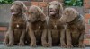 Chesapeake bay retriver s PP(čokoládové fenky) 398372_t.jpg