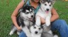 Rozkošný Muž a žena sibiřský husky štěňata pro prodej 398569_t.jpg