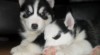 sibiřský Husky štěňata pro prodej 398596_t.jpg