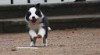 Border kolie 399186_t.jpg