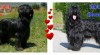 Štěně briard - právě k odběru 399305_t.jpg