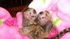 Rozkošný Marmoset Opice Pro Prodej 399717_t.jpg