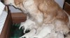 zlatý retriever 40080_t.jpg