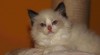 Ragdoll s PP 401517_t.jpg