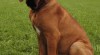 Tosa Inu štěňata 401580_t.jpg
