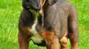 Tosa inu s PP - kvalitní štěňátka již k odběru 401844_t.jpg