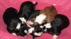 Border kolie 402616_t.jpg