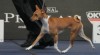 Basenji štěně 403658_t.jpg