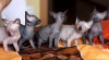 Kanadský Sphynx 404667_t.jpg